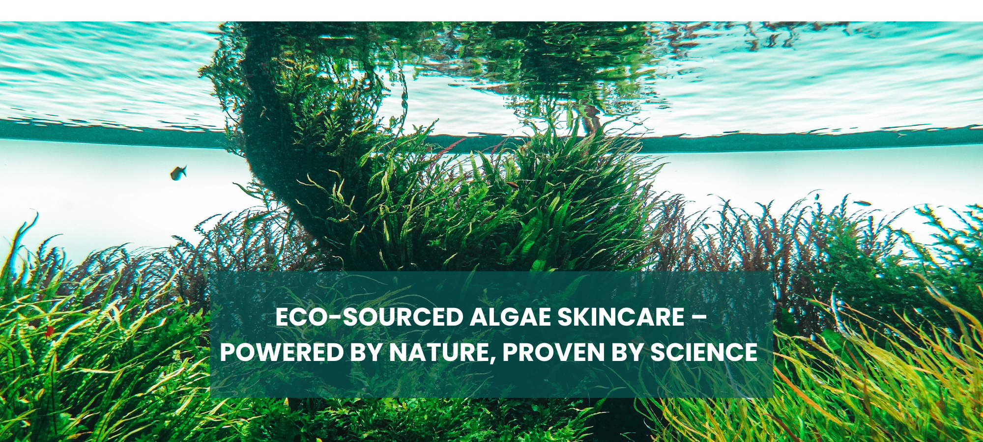 Discover the Algae Advantage: How Marine Miracle Créme and EyeZone Transform Your Skin